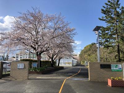室田小学校正門の桜