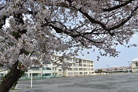 校長室から桜