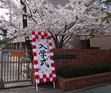 今年も正門の桜は満開