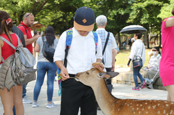 修学旅行1日目奈良公園の鹿