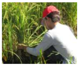 5・2年生 田んぼの学習 稲刈り